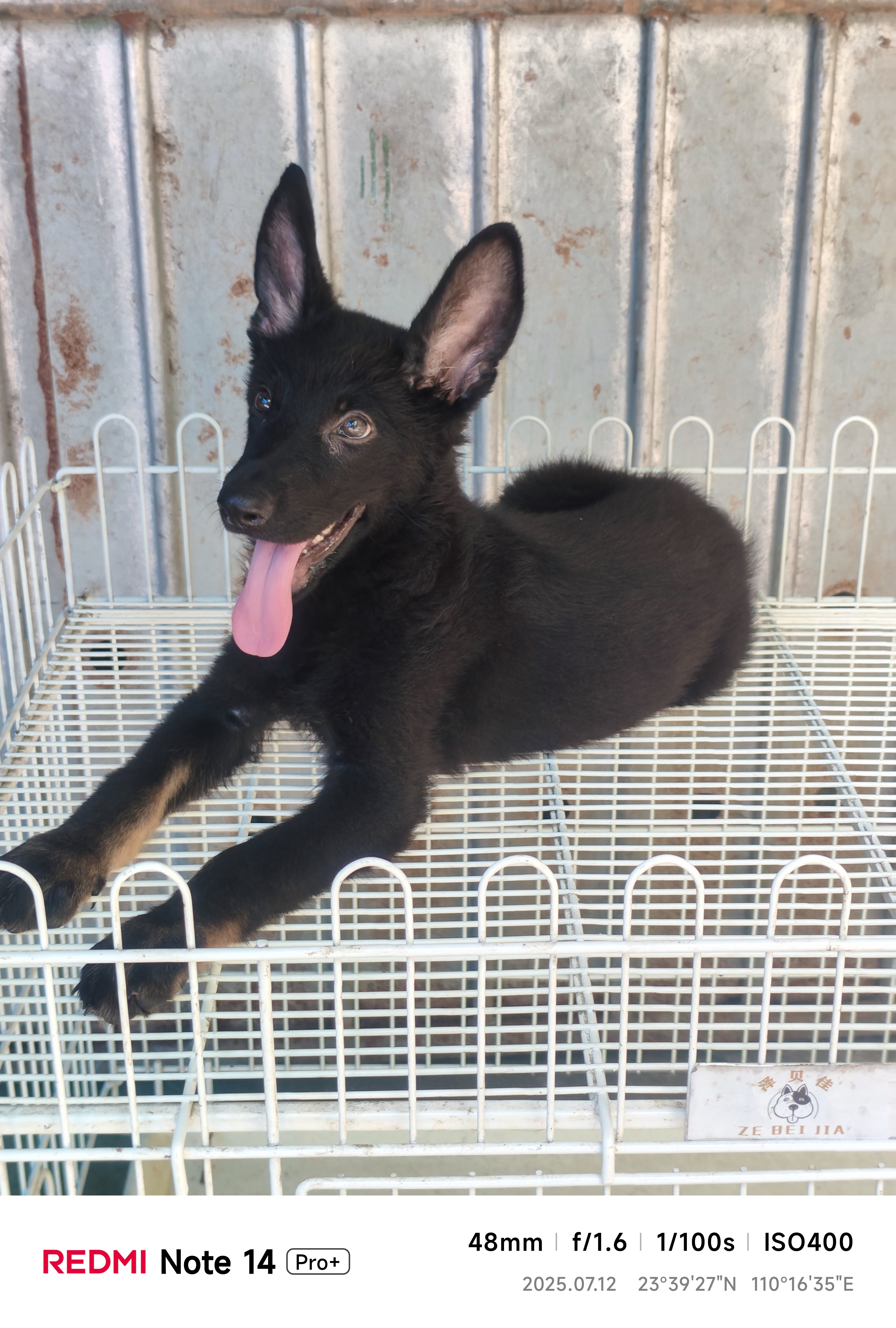 东德牧羊犬